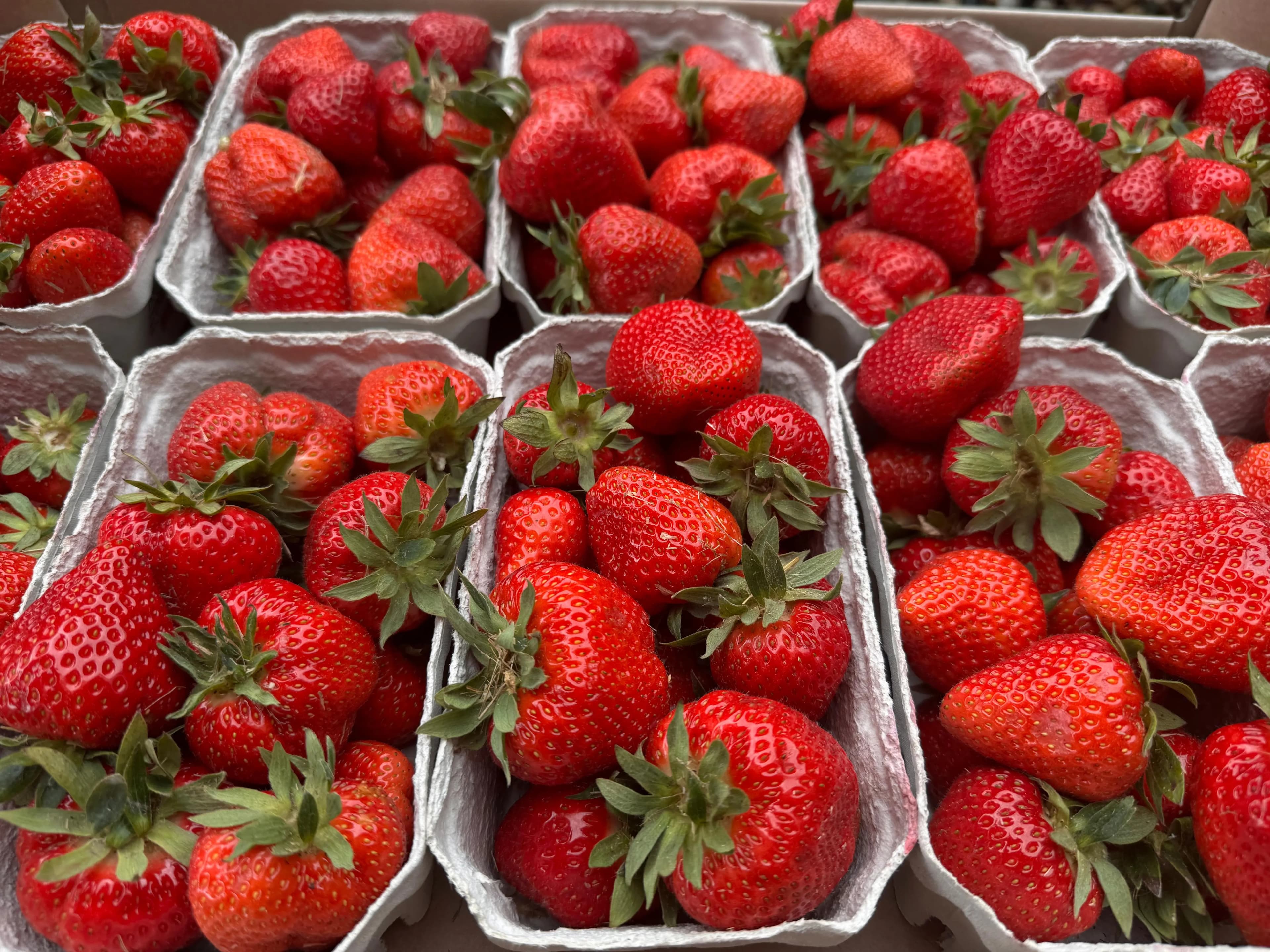 Fresh strawberries used for gelato.